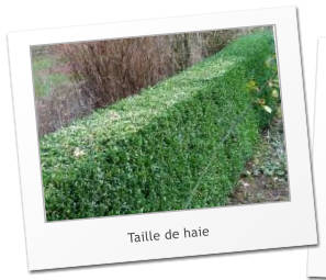 Taille de haie
